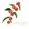 camu camu 768x768