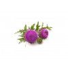 2066 living nutrition fermentovany bio ostropestrec mariansky 60 kapsli